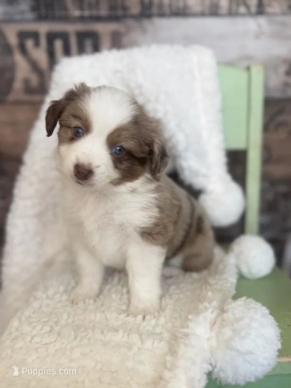 Kirin – Toy Australian Shepherd puppy for sale in Stockton, UT