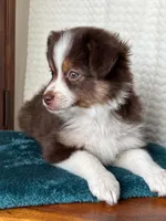 Nasa, a male Toy Australian Shepherd for sale in Stockton, UT – 5 of 5
