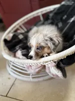 Cash, a male Toy Australian Shepherd for sale in Stockton, UT – 3 of 4
