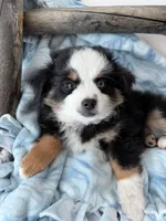 Marseille , a male Toy Australian Shepherd for sale in Stockton, UT – Photo 2 of 2