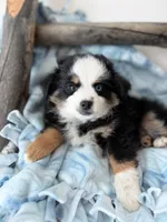 Marseille , a male Toy Australian Shepherd for sale in Stockton, UT – Photo 1 of 2
