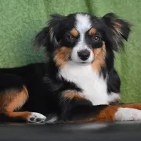 Toby, a male Toy Australian Shepherd for sale in Stockton, UT – Photo 1 of 4