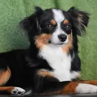 Toby, a male Toy Australian Shepherd for sale in Stockton, UT – Photo 3 of 4