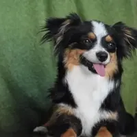 Toby, a male Toy Australian Shepherd for sale in Stockton, UT – Photo 4 of 4