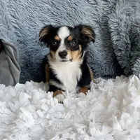 Toby, a male Toy Australian Shepherd for sale in Stockton, UT – Photo 2 of 4