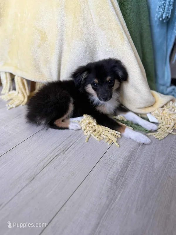 Prime – Toy Australian Shepherd puppy for sale in Stockton, UT