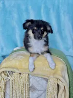 Prime, a male Toy Australian Shepherd for sale in Stockton, UT – 4 of 4