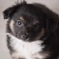 Prime, a male Toy Australian Shepherd for sale in Stockton, UT – Photo 1 of 2