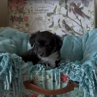 Prime, a male Toy Australian Shepherd for sale in Stockton, UT – Photo 2 of 2