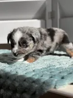Hampshire, a male Toy Australian Shepherd for sale in Stockton, UT – Photo 4 of 4