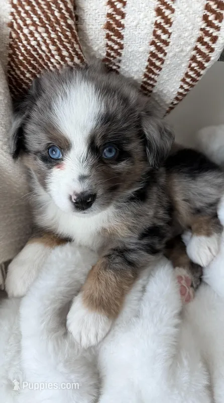 Hampshire – Toy Australian Shepherd puppy for sale in Stockton, UT