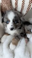 Hampshire, a male Toy Australian Shepherd for sale in Stockton, UT – Photo 1 of 4