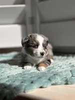 Hampshire, a male Toy Australian Shepherd for sale in Stockton, UT – Photo 2 of 4