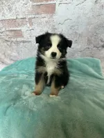 Waltz-Toy Black Tri Boy, a male Toy Australian Shepherd for sale in Stockton, UT – Photo 3 of 3