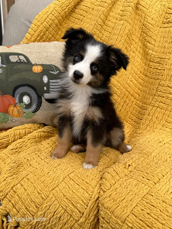 Waltz-Toy Black Tri Boy, a male Toy Australian Shepherd for sale in Stockton, UT – Photo 1 of 3