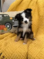 Waltz-Toy Black Tri Boy, a male Toy Australian Shepherd for sale in Stockton, UT – Photo 2 of 3