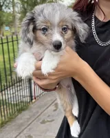 Cash, a male Toy Australian Shepherd for sale in Stockton, UT – 2 of 4