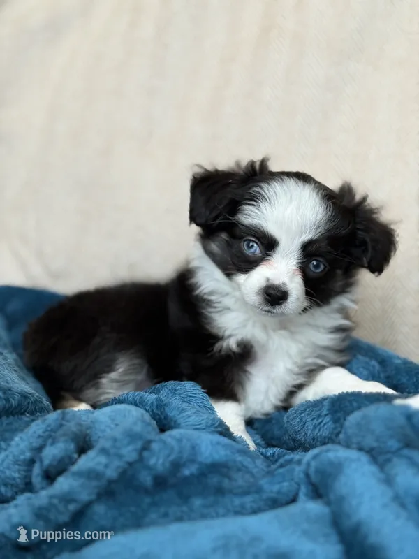 Libby – Toy Australian Shepherd puppy for sale in Stockton, UT