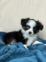 Libby, a female Toy Australian Shepherd for sale in Stockton, UT – 1 of 3