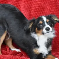 Kennedy, a male Toy Australian Shepherd for sale in Stockton, UT – Photo 1 of 4