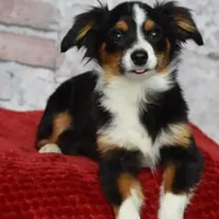 Kennedy, a male Toy Australian Shepherd for sale in Stockton, UT – Photo 2 of 4