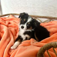 Kennedy, a male Toy Australian Shepherd for sale in Stockton, UT – Photo 3 of 4