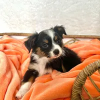 Kennedy, a male Toy Australian Shepherd for sale in Stockton, UT – Photo 4 of 4