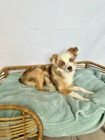 Mercedes- Red Merle Female, a female Toy Australian Shepherd for sale in Stockton, UT – Photo 2 of 5