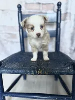 Mercedes- Red Merle Female, a female Toy Australian Shepherd for sale in Stockton, UT – Photo 4 of 5