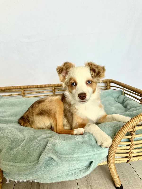 Mercedes- Red Merle Female