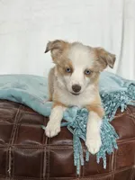 Mercedes- Red Merle Female, a female Toy Australian Shepherd for sale in Stockton, UT – Photo 5 of 5