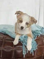 Mercedes- Red Merle Female, a female Toy Australian Shepherd for sale in Stockton, UT – Photo 3 of 5