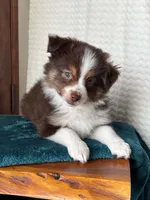 Nasa, a male Toy Australian Shepherd for sale in Stockton, UT – 2 of 5