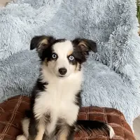 Kosher, a male Toy Australian Shepherd for sale in Stockton, UT – Photo 1 of 2