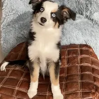 Kosher, a male Toy Australian Shepherd for sale in Stockton, UT – Photo 2 of 2