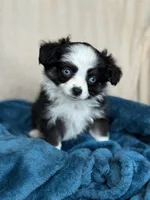 Libby, a female Toy Australian Shepherd for sale in Stockton, UT – 3 of 3