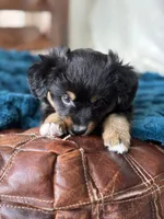 J.D, a male Toy Australian Shepherd for sale in Stockton, UT – Photo 3 of 3