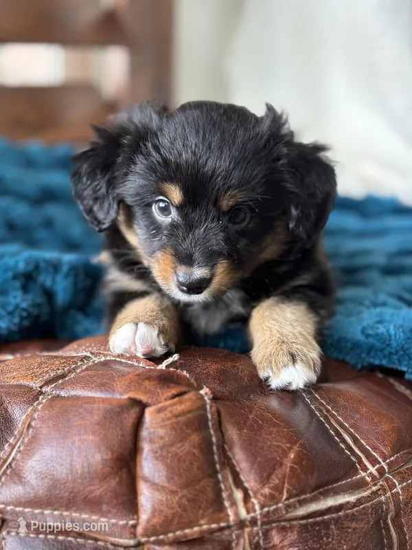 J.D – Toy Australian Shepherd puppy for sale in Stockton, UT