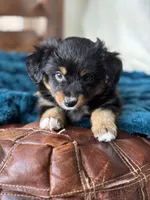 J.D, a male Toy Australian Shepherd for sale in Stockton, UT – Photo 1 of 3