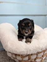 J.D, a male Toy Australian Shepherd for sale in Stockton, UT – Photo 2 of 3