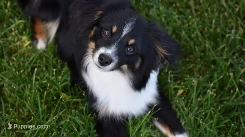 Gravite – Toy Australian Shepherd puppy for sale in Stockton, UT
