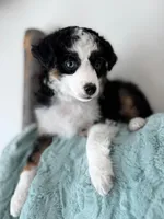 Binky, a female Toy Australian Shepherd for sale in Stockton, UT – Photo 4 of 6