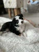 Binky, a female Toy Australian Shepherd for sale in Stockton, UT – Photo 3 of 6