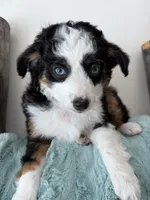 Binky, a female Toy Australian Shepherd for sale in Stockton, UT – Photo 5 of 6