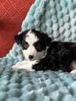 Binky, a female Toy Australian Shepherd for sale in Stockton, UT – Photo 6 of 6