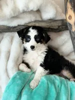 Binky, a female Toy Australian Shepherd for sale in Stockton, UT – Photo 1 of 6