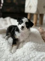 Binky, a female Toy Australian Shepherd for sale in Stockton, UT – Photo 2 of 6
