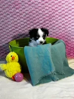 Paris, a female Toy Australian Shepherd for sale in Stockton, UT – Photo 6 of 6