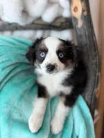Paris, a female Toy Australian Shepherd for sale in Stockton, UT – Photo 3 of 6