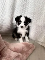 Paris, a female Toy Australian Shepherd for sale in Stockton, UT – Photo 4 of 6